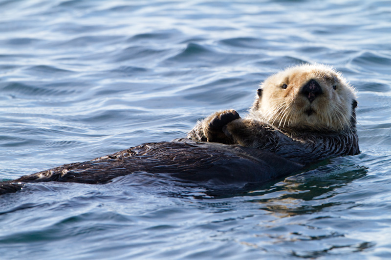 Sea Otter